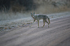 coyote