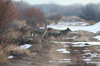 coyotes