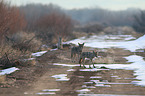 coyotes