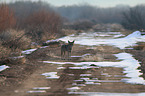 coyote