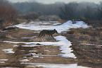coyote