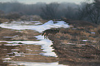 coyote