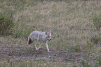 Coyote