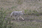 Coyote