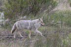 Coyote