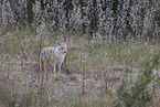 Coyote