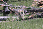 coyote