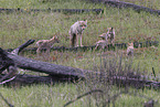 coyote