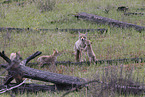 coyote