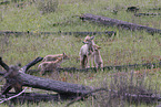 coyote