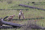 coyote
