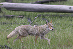 coyote