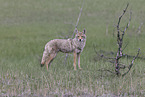coyote