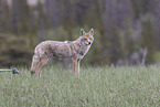 coyote