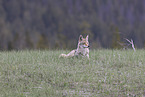 coyote