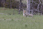 coyote