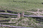 coyote