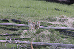 coyote