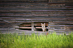 coyote