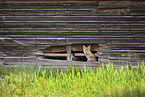 coyote