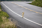 coyote