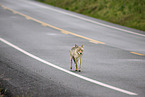 coyote