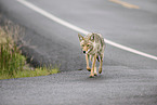 coyote