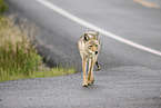 coyote