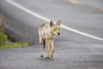 coyote