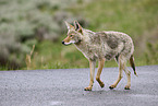 coyote