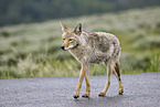 coyote