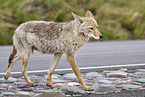 coyote