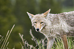 coyote