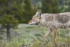 coyote