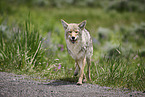 coyote