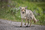 coyote