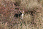 coyote