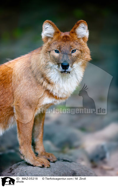 dhole / MAZ-05218