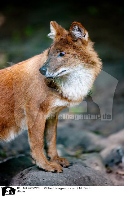 dhole / MAZ-05220