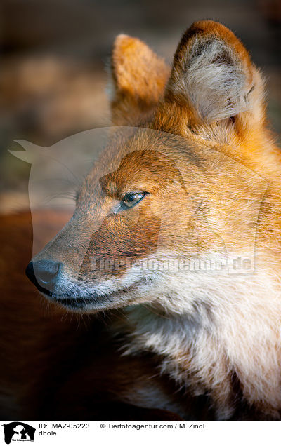 Rothund / dhole / MAZ-05223