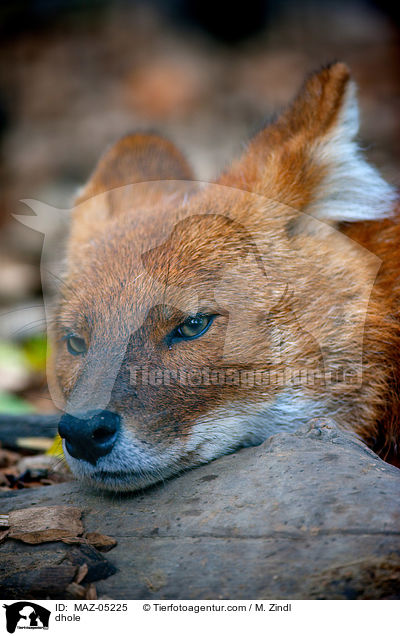 Rothund / dhole / MAZ-05225