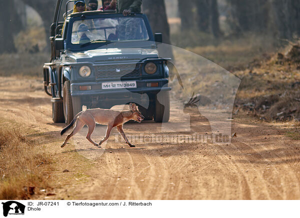 Rothund / Dhole / JR-07241