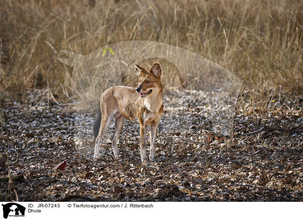 Rothund / Dhole / JR-07243