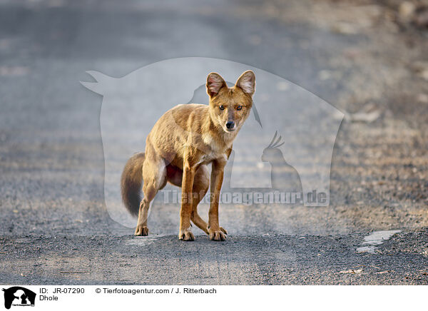 Rothund / Dhole / JR-07290