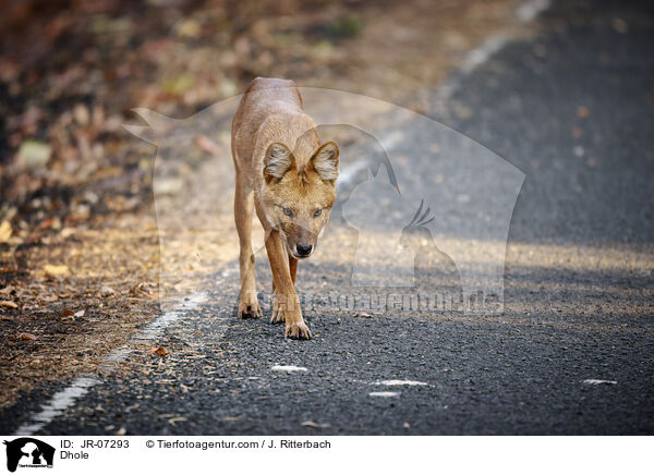 Rothund / Dhole / JR-07293