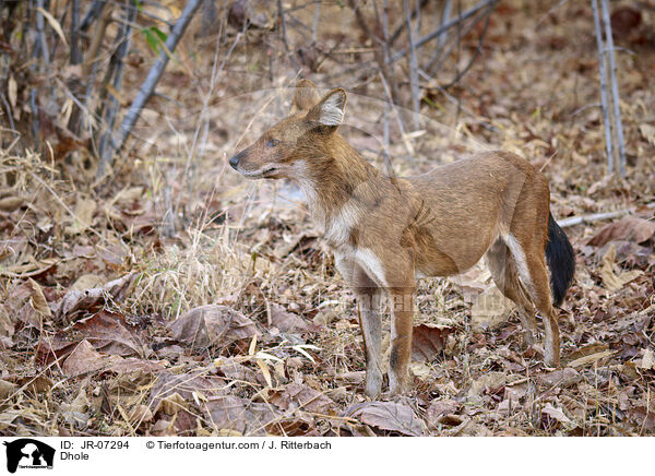 Rothund / Dhole / JR-07294