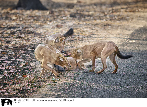 Rothund / Dhole / JR-07300