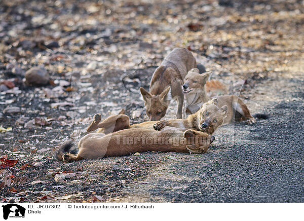 Rothund / Dhole / JR-07302