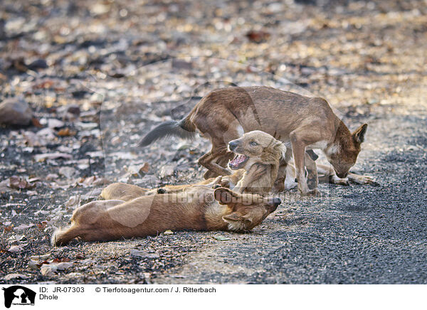 Rothund / Dhole / JR-07303