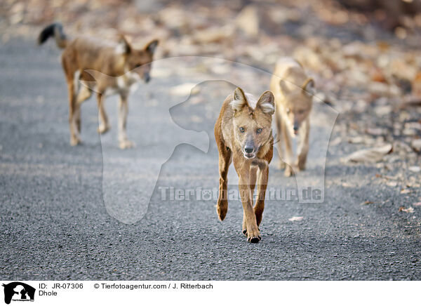 Dhole / JR-07306